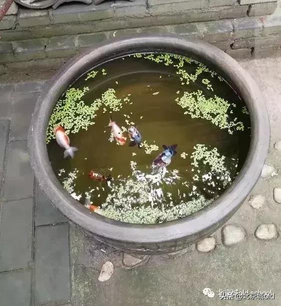 老北京养金鱼的讲究,老北京瓦盆养金鱼