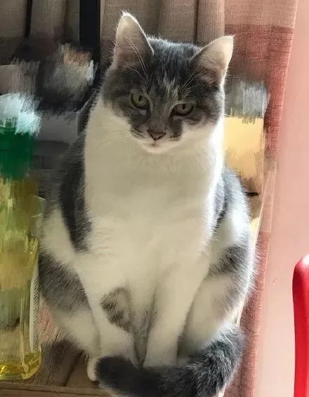 如何学会看猫咪的品相,成年猫咪如何看公母