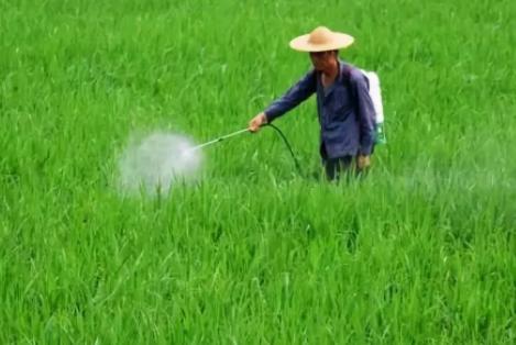 百草枯的毒性有多大？如果不慎误服一口，身体会发生怎样的变化？