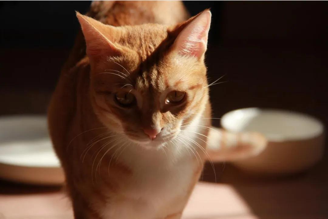 瘫痪猫怎么人工帮助排泄,瘫痪猫咪怎么护理