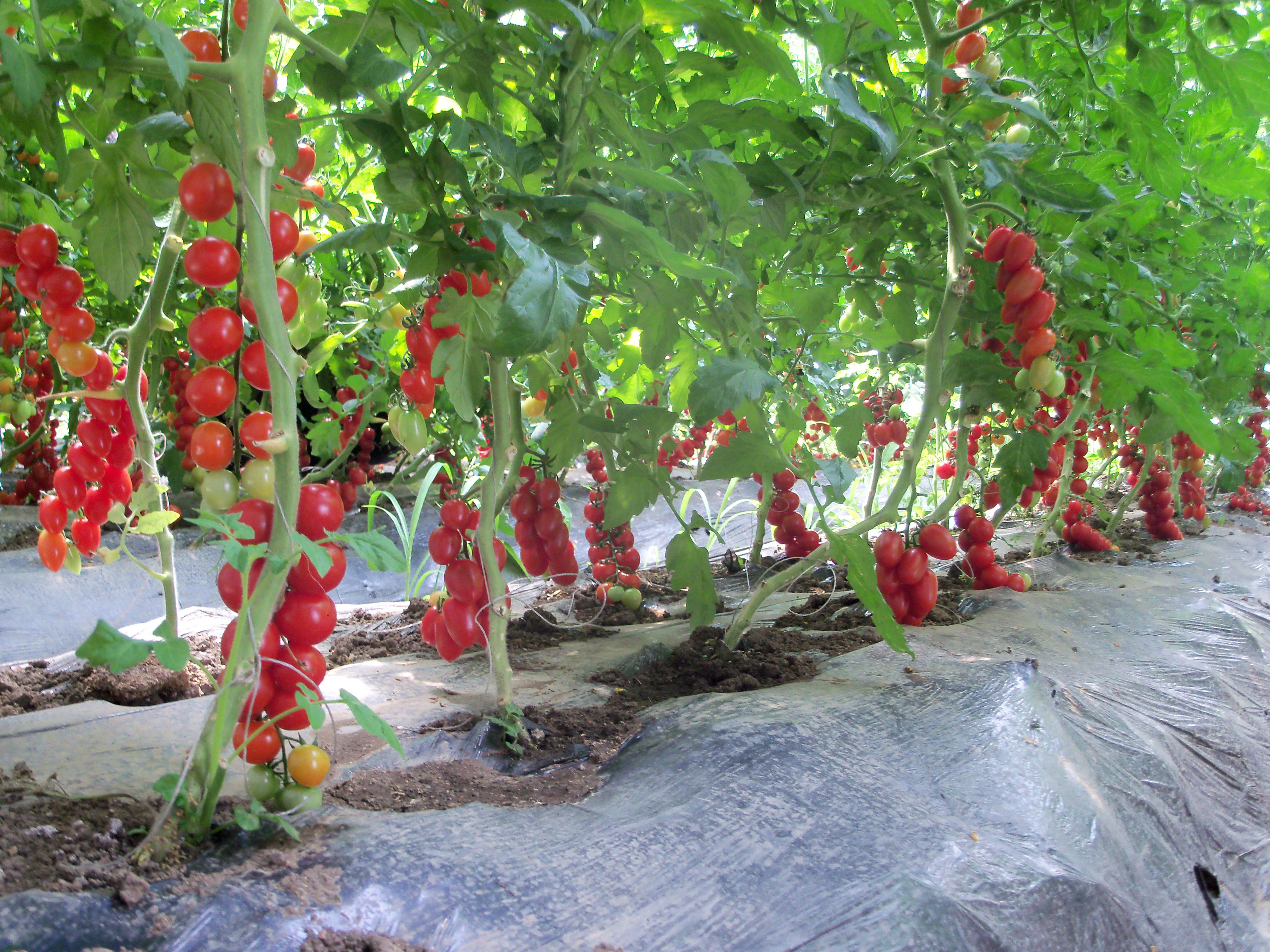 宁安市坚持“五位一体”强力推进农业生产高质量发展