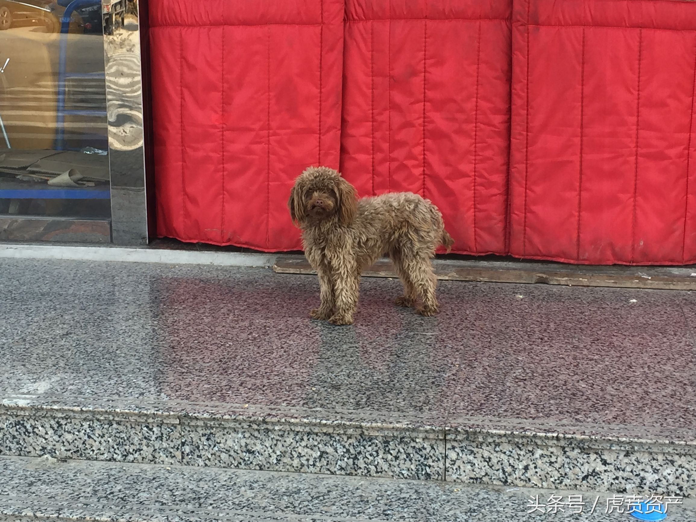 很可爱的狗被主人抛弃,可爱的泰迪被打残废