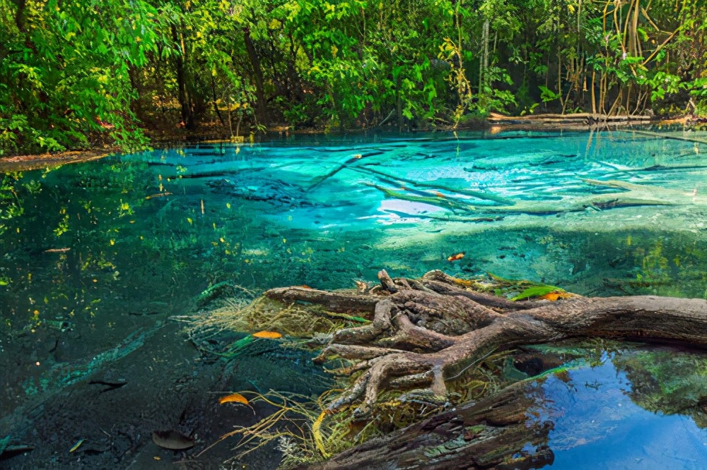 最长的蛇是什么蛇森蚺,史前巨蟒到底有多大