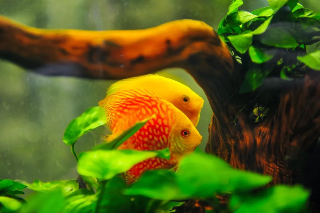 免费！森林物语•虫现江湖，“热带雨林”空降济南！