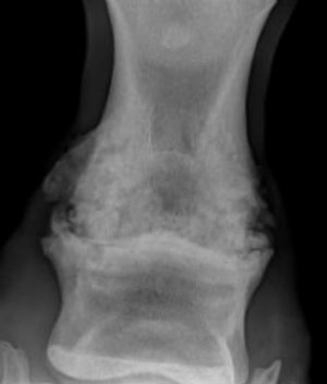 马儿得了肺炎怎么治,马儿的风湿病如何治疗