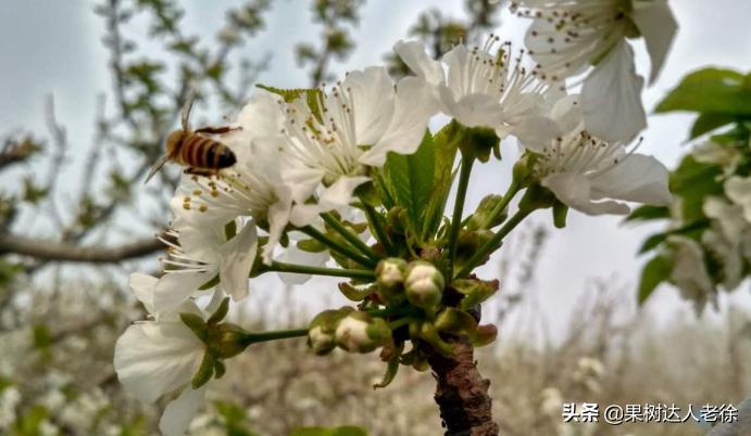 樱桃好吃树难栽大樱桃树视频,樱桃好吃树难栽口难开