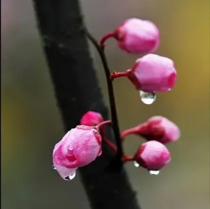 中国诗歌周刊第101期,中国诗歌周刊194期