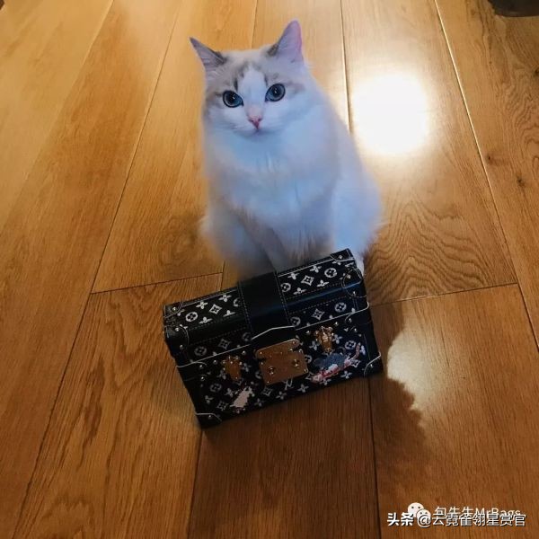 超好看的宠物包,好看又大的宠物包