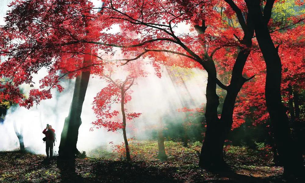 蛟河红叶谷航拍,蛟河红叶谷的图片