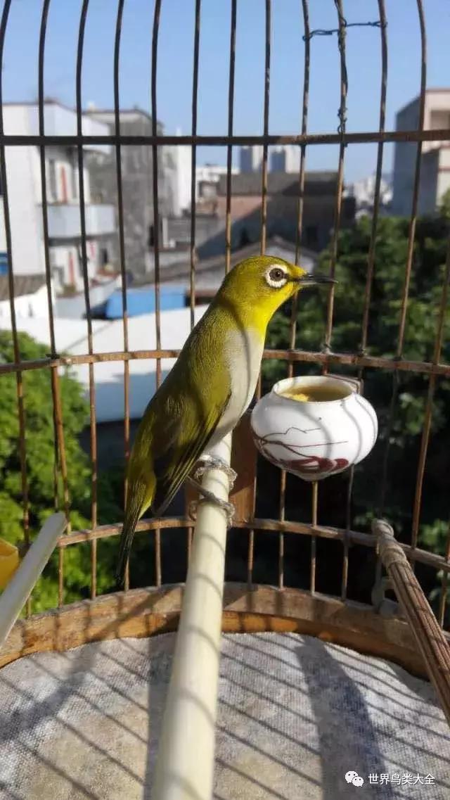 绣眼鸟的叫法视频,绣眼鸟怎么分极品