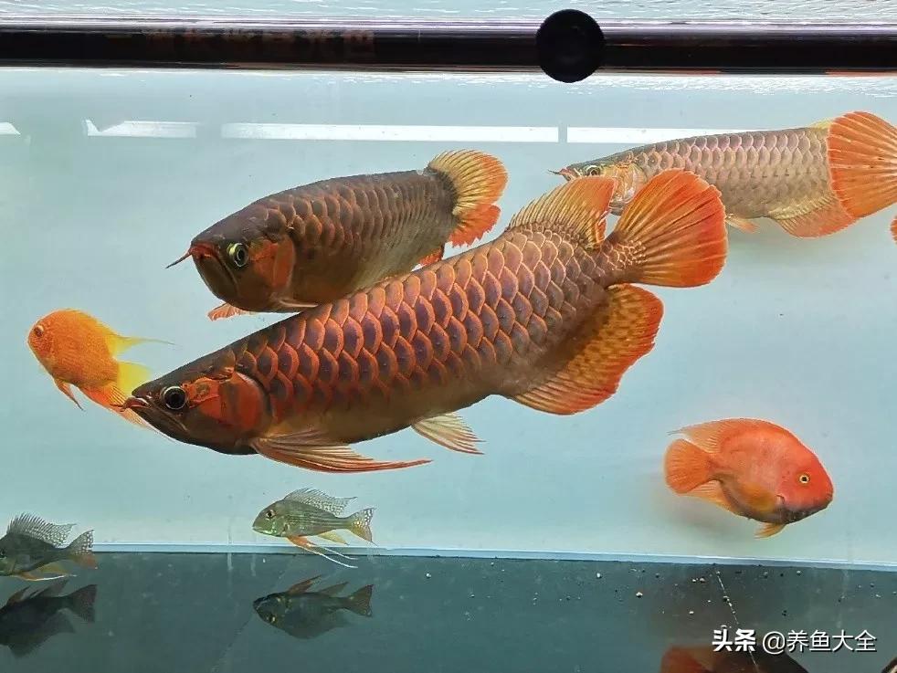 养红龙苗,养红龙如何搭配其他鱼