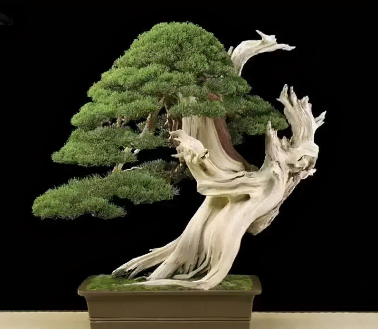 松柏树枝怎么修剪,松柏树修剪造型视频