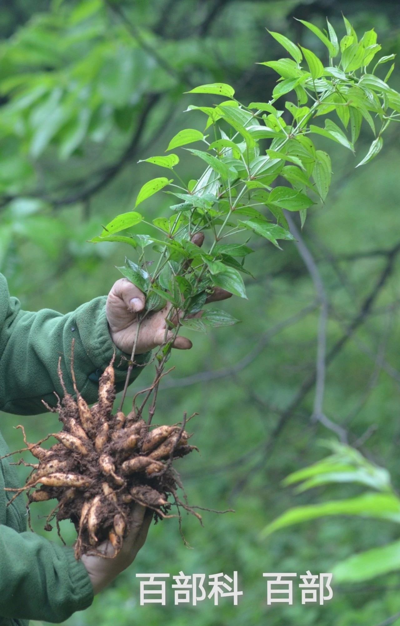 采药终南山,采药山
