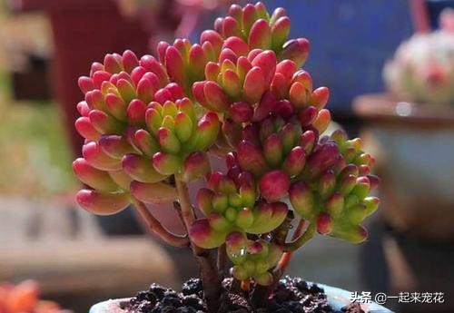 多肉夏天腐黑怎么处理,夏天怎样预防多肉腐黑