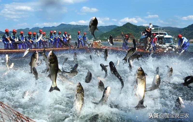 渔民捕鱼怎么赚钱,农村小伙捕鱼一天赚多少钱