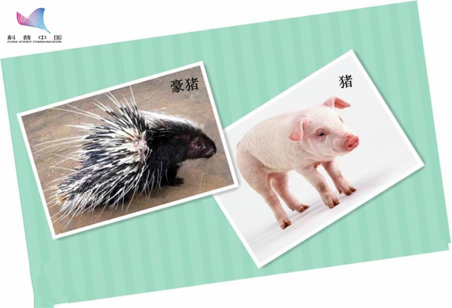 豪猪是不是骗局,豪猪怪和犀牛怪