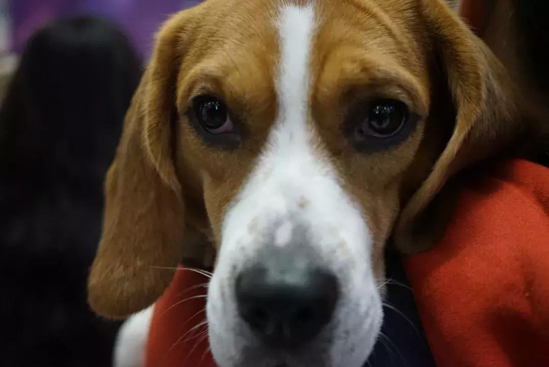 宠物生活节南京,南京宠物文化节活动