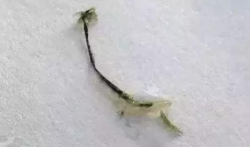 鱼为什么会有锚头鳋,什么原因会造成鱼大面积死亡