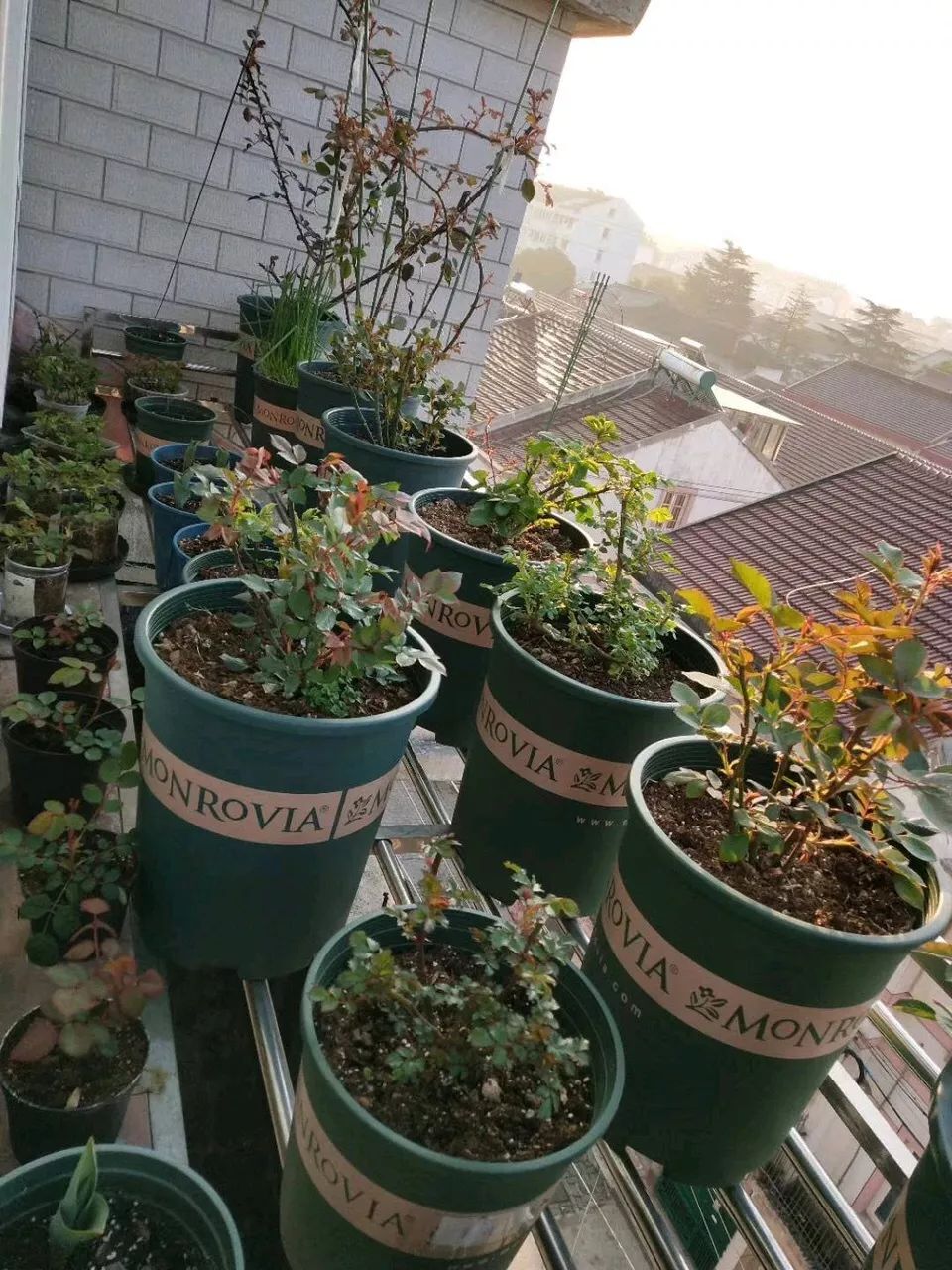 养花怕招虫子怎么办,养花怕蚂蚁怎么办视频教程