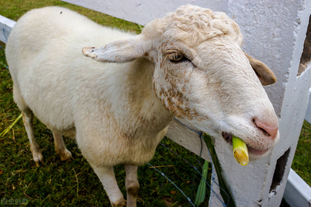 羊的梭菌病防治方法,羊预防梭菌病用什么药