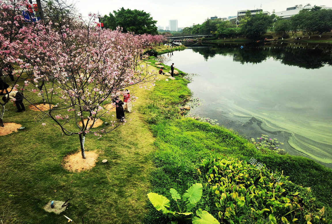 樱花开了公园里弥漫着花香,樱花开了姹紫嫣红