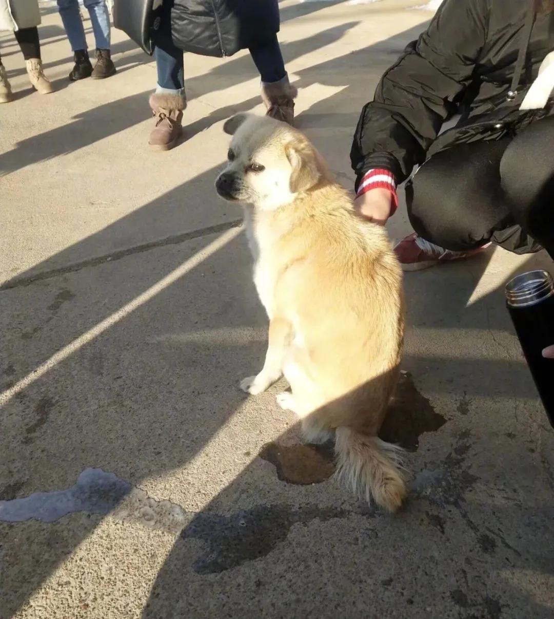 零下32度的狗被冻成冰疙瘩,八只狗狗零下50度严寒