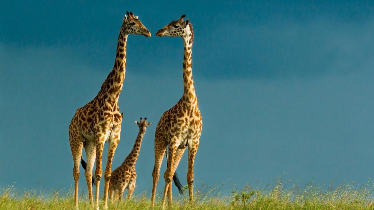 为什么肉食性恐龙是双足行走,恐龙肉食性和植食性怎么区分呢