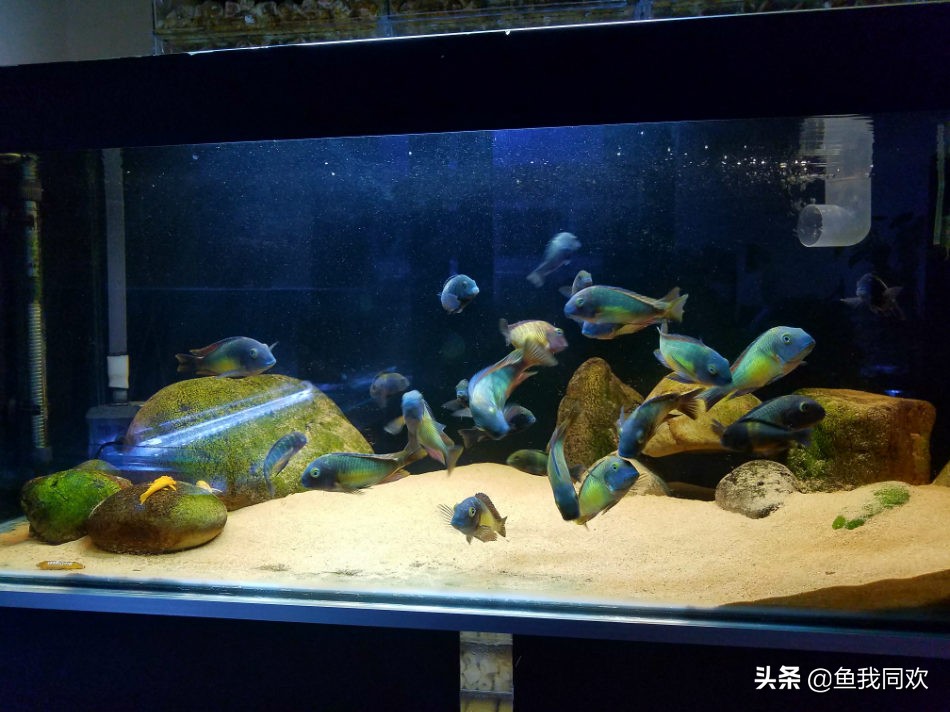 三湖慈鲷野生和人工的区别,养三湖慈鲷用什么石头最好