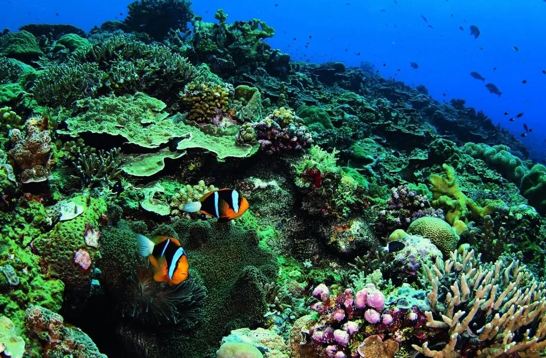 火山岛海底,人工岛珊瑚岛火山岛