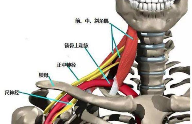 肩膀颈椎疼痛手臂发麻怎么缓解,颈椎病压迫手臂麻木吃什么药