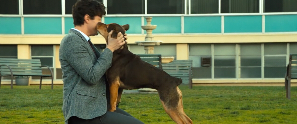 电影故事:一条小狗穿越四百英里回家的故事