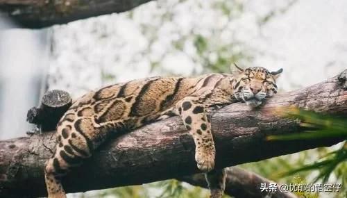 中国“小剑齿虎”，地上吃野猪、上树吃猴，挺过640万年今濒危！