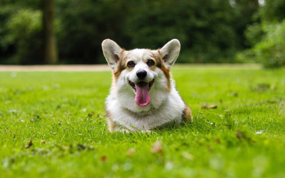 巴西里约热内卢的优势劣势,巴西为什么是里约热内卢