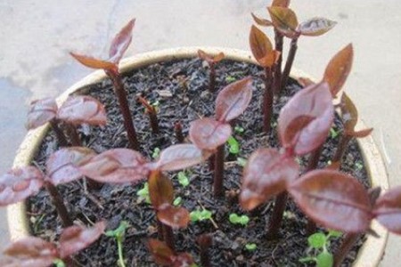 山竹的一些简单介绍和注意事项,怎样的山竹才是能吃得好山竹