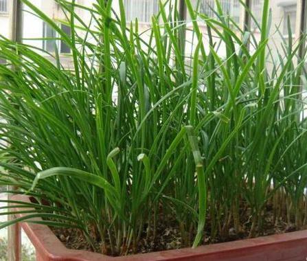 盆栽种菜都能种哪些菜重复采摘,阳台种植四季可种蔬菜种子可观赏