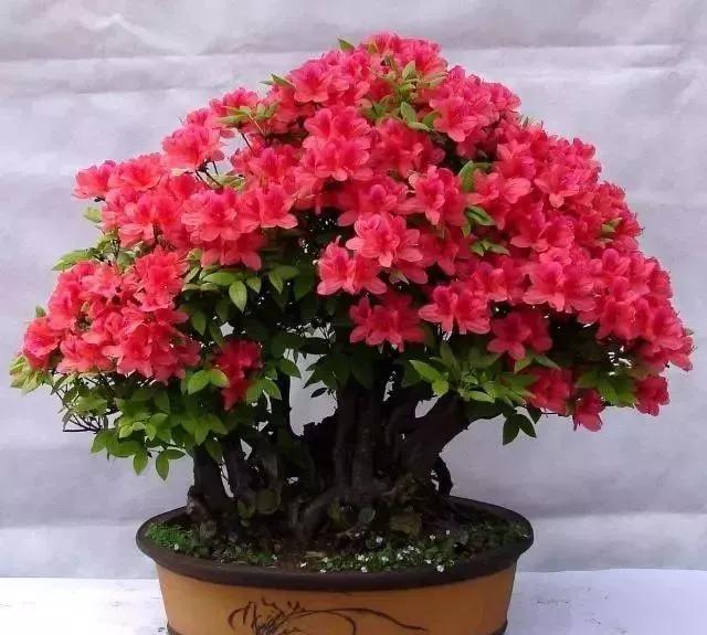 春天养花用见干见湿还是干透浇透,养花的土什么情况叫见干见湿