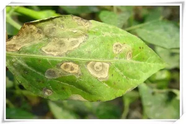 辣椒病害图谱大全大图,辣椒病害大全图片及防治方法