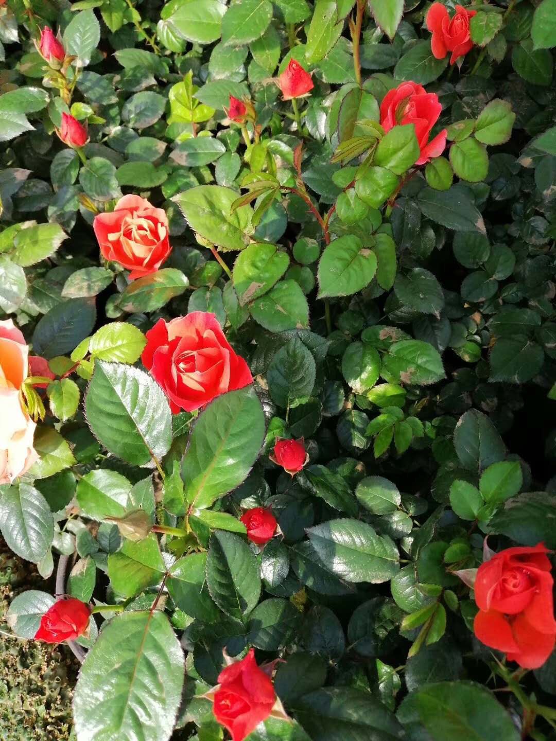 月季不长了怎么办,月季不长花苞如何修剪