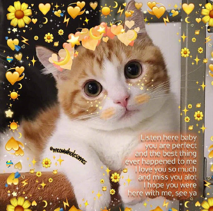 猫咪背景图ins风,猫咪背景图ins高级质感黑猫