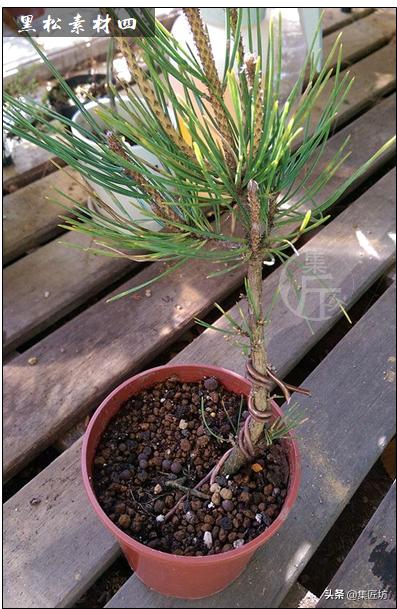 黑松盆景造型方法讲解,盆景黑松讲解视频