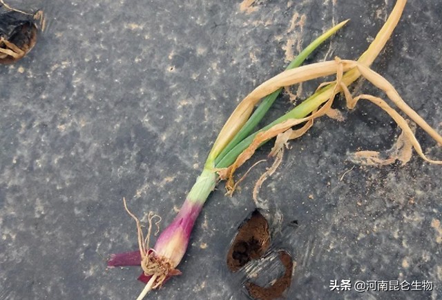 洋葱烂根的治疗方法,洋葱重茬用什么药