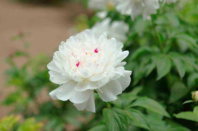 牡丹为什么被奉为中国“国花”它有哪些与众不同的优势？