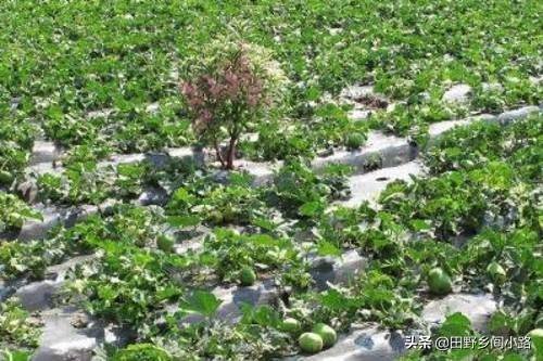 想要甜瓜甜应该如何打药,想要种好各种瓜类