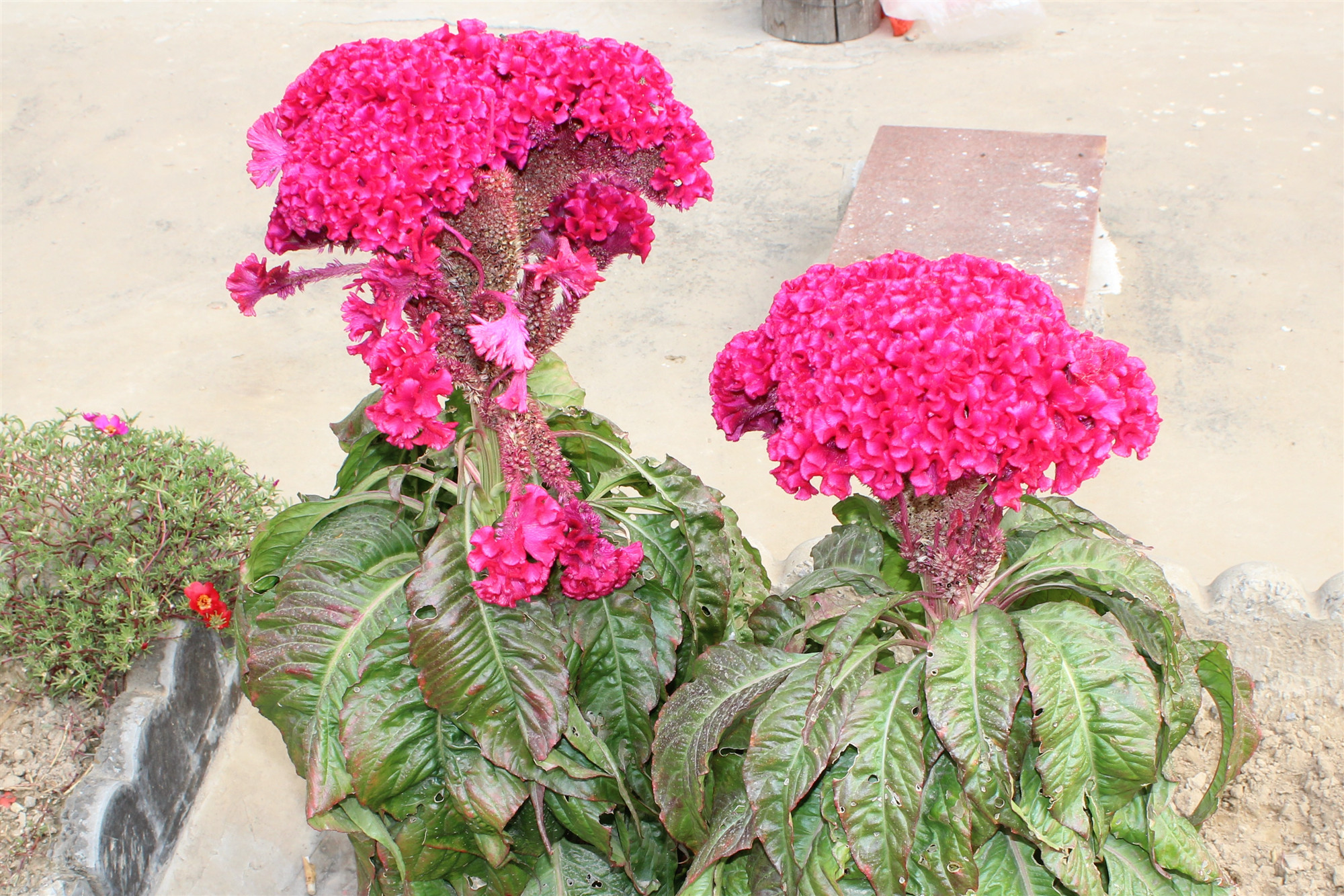 中药科普之车前子,中药科普之委陵菜与翻白草