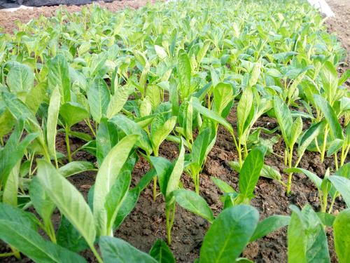 人参果树可以做什么,人参果的栽培方法