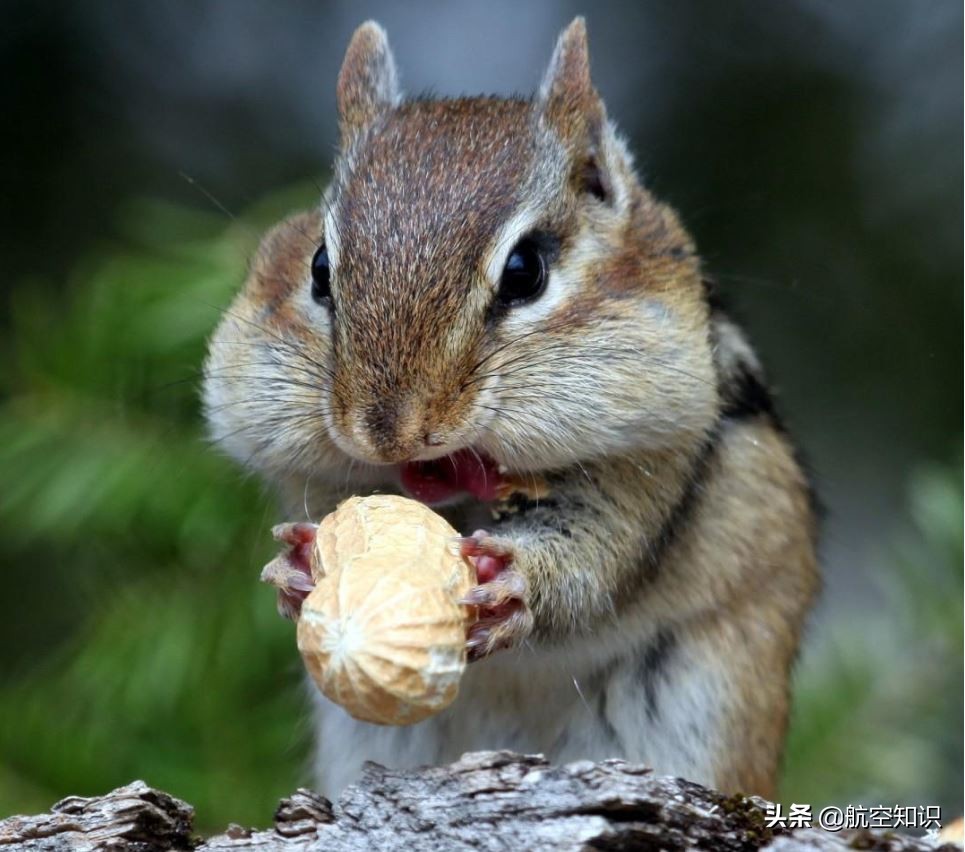 飞机制造商对动物的喜爱到底有多深?——德哈维兰加拿大