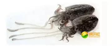 舟山海鲜代加工攻略,最全舟山海鲜攻略