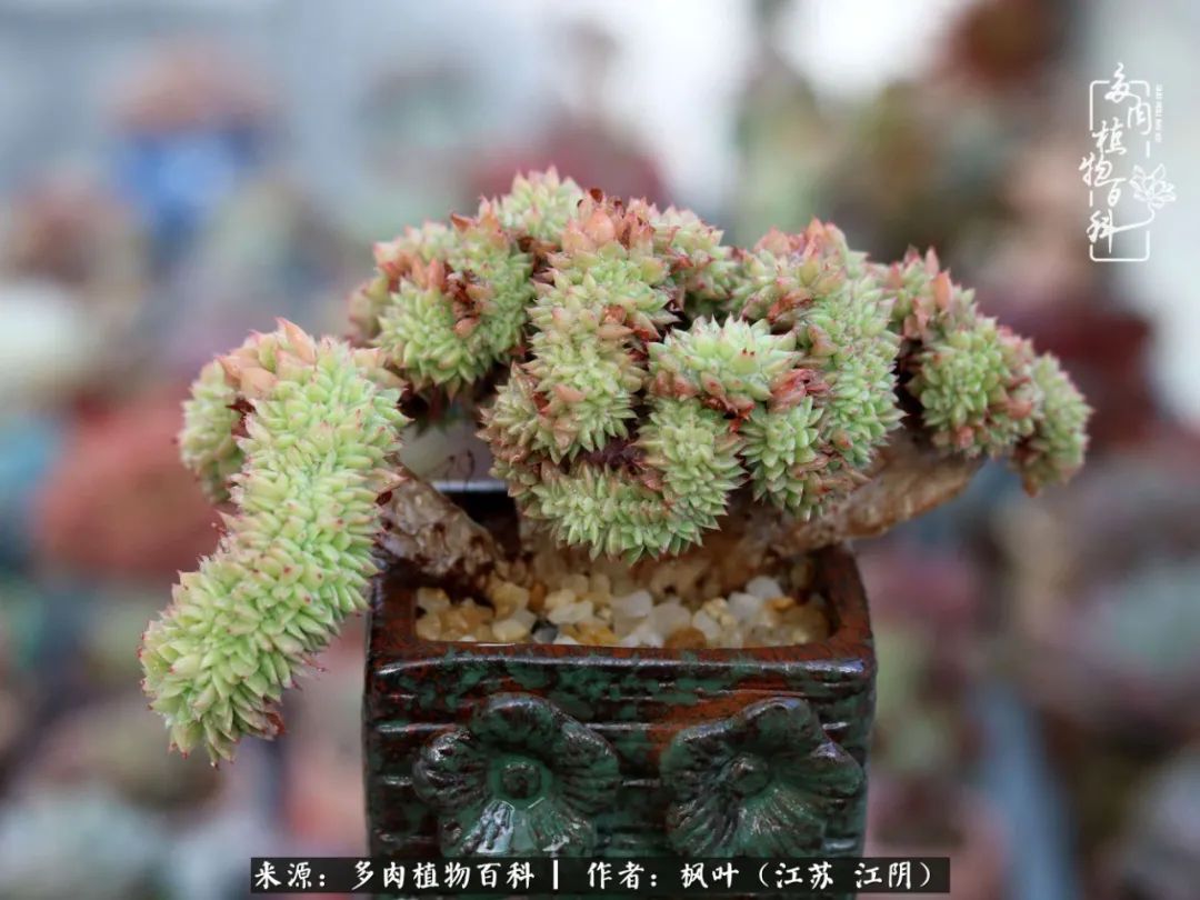 春有约,花不误,多肉与春天有个约会