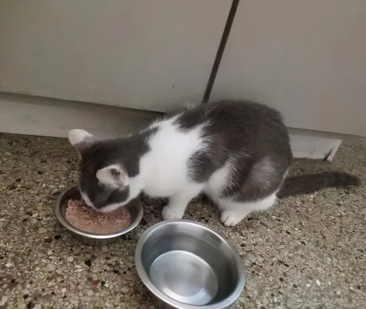 关于猫咪的可爱故事,可爱的小猫咪儿童故事