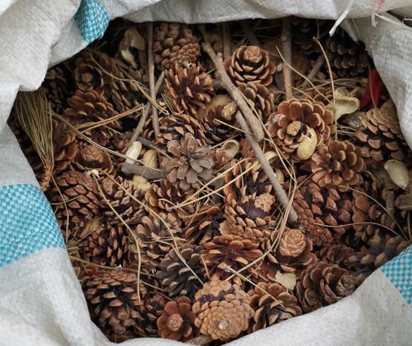 花根不透气了会怎样,花根不透气怎么办